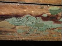 Mold growth on wood