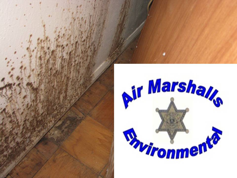 Mold growth at a wall base